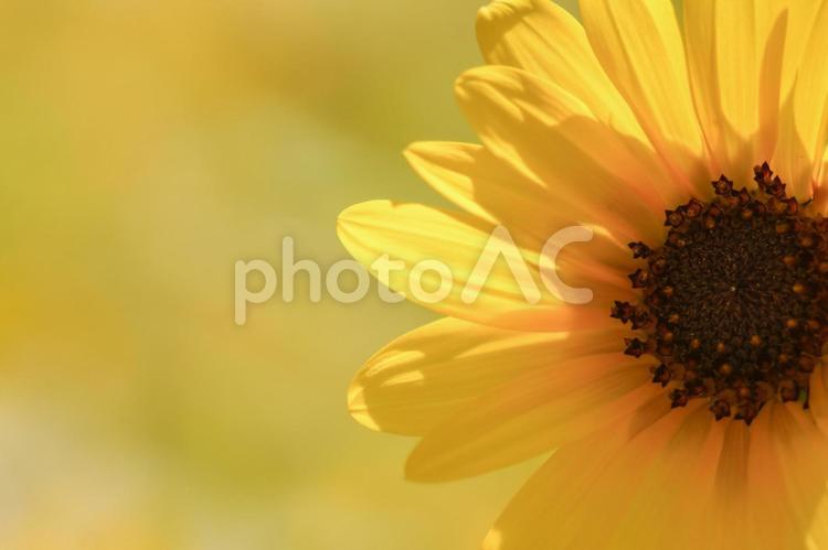夏の風景ひまわり ひまわり,夏,ひまわり畑の写真素材