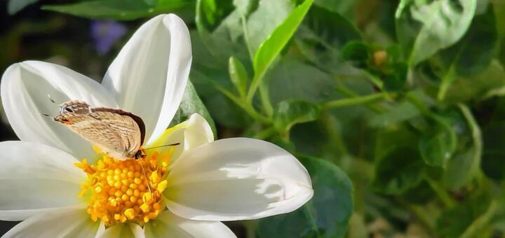 とじたウラナミシジミとダリア３ 蝶,蝶と花,ウラナミシジミの写真素材