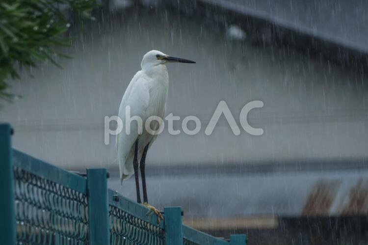 雨の中のチュウサギ チュウサギ,中鷺,野生の写真素材