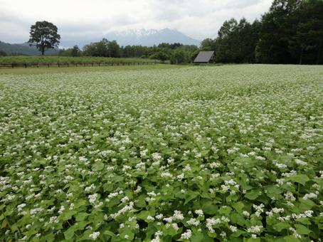 小さな花の美しさ―一面にそばの花 小さな花の美しさ―一面にそばの花の写真