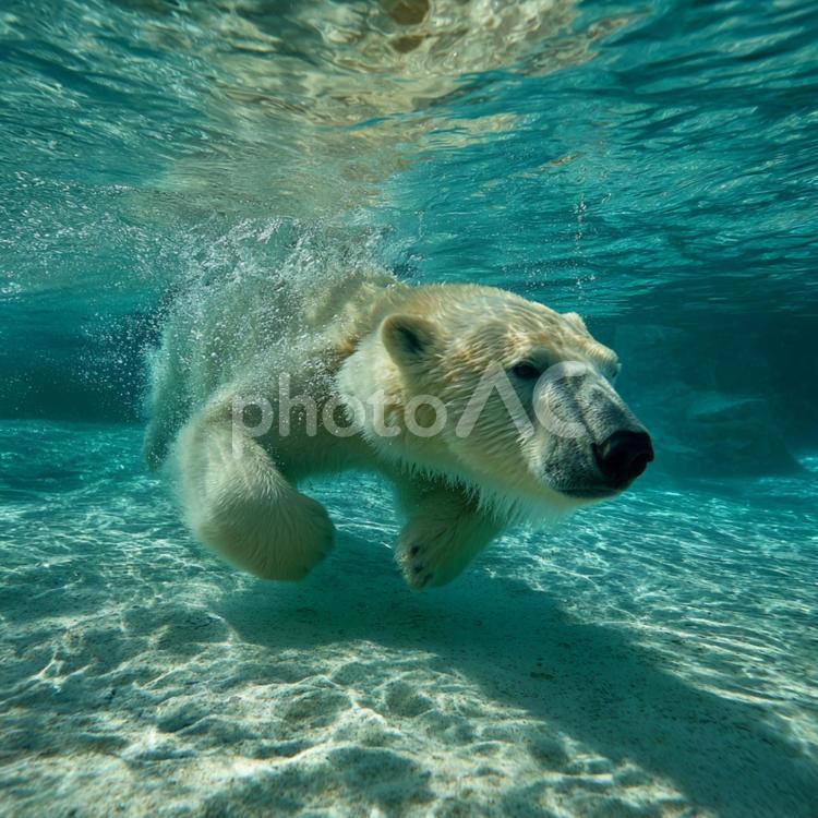 美しい水中で見せる、ホッキョクグマの姿 ホッキョクグマ,シロクマ,水中の写真素材