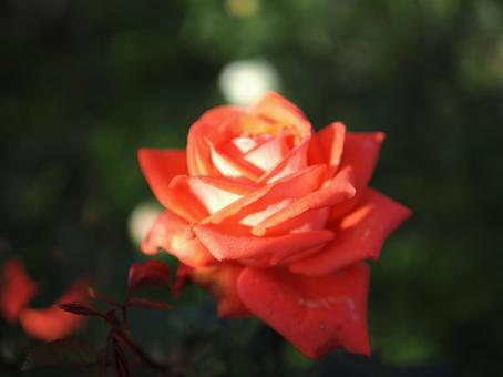 バラ園にて綺麗な薔薇を撮影した写真 バラ園にて綺麗な薔薇を撮影した写真 花,薔薇,自然の写真素材