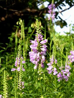 公園の花壇で咲き始めたハナトラノオ ハナトラノオ,花,植物の写真素材