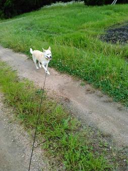 畦道を散歩する犬 畦道を散歩する犬の写真