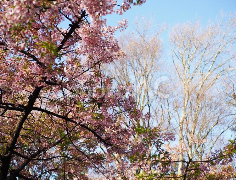 桜のある風景 桜,さくら,サクラの写真素材