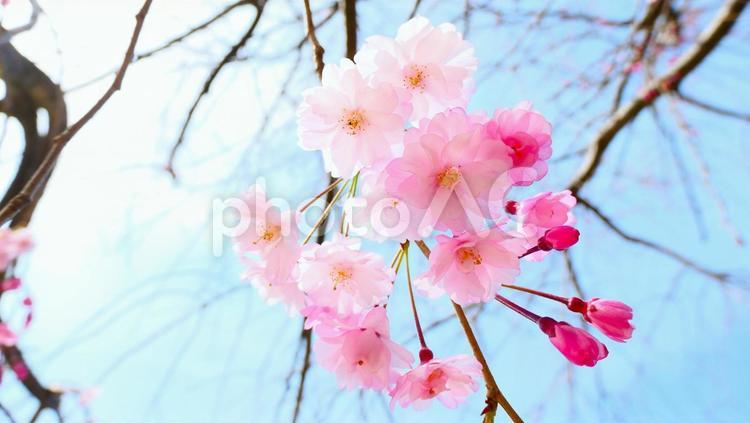 青空と桜の木 さくら,そめいよしの,春の写真素材