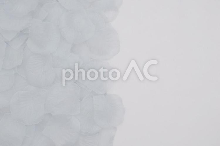 モノクロの花びらのレター素材 花びら,モノクロ,レターの写真素材