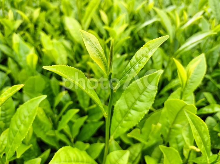 名産地西尾の五月の茶畑 茶畑,西尾,茶葉の写真素材