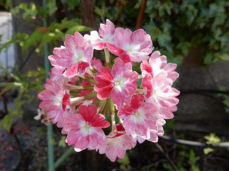 【花の写真】バーベナ 【花の写真】バーベナの写真