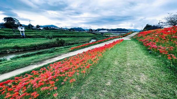 犬鳴川河川公園のヒガンバナまつり 犬鳴川河川公園,宮若市,ヒガンバナの写真素材