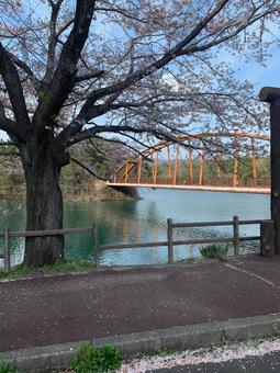 橋と池と桜 橋と池と桜 橋,湖,桜の写真素材