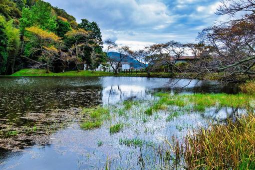 草木が生い茂る沼地の風景 沼,水辺,自然の写真素材