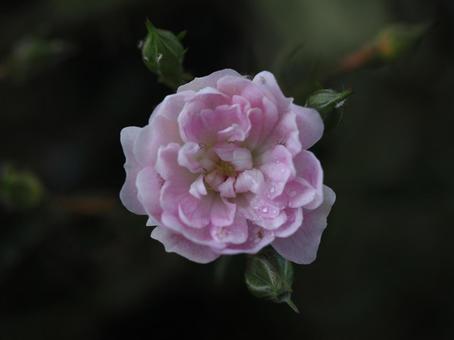バラ園に咲くかわいい薔薇を撮りました 花,薔薇,自然の写真素材