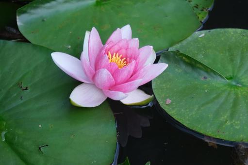 Water Lily, JPG