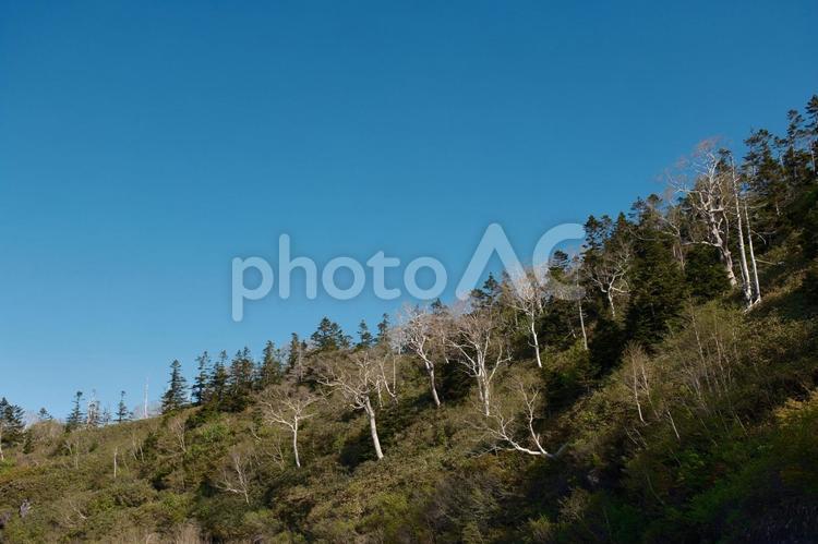 八幡平の春　国立公園の高原の風景 八幡平,八幡平市,十和田八幡平国立公園の写真素材