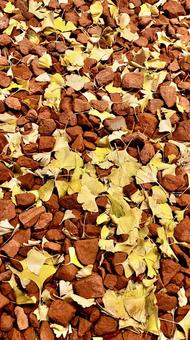 レンガとイチョウ 秋,背景,イチョウの写真素材