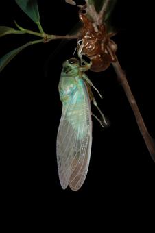 セミ 羽化 セミ 羽化 セミ,羽化,蝉の写真素材