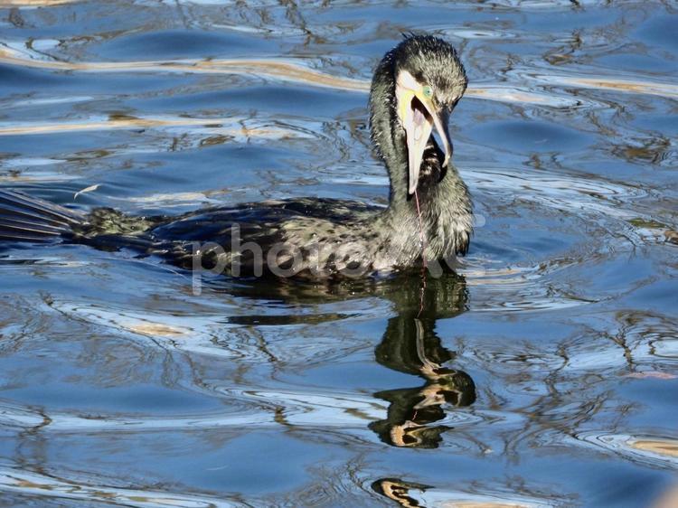 罠にかかったカワウ 鳥,野鳥,カワウの写真素材