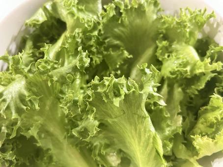 レタスの写真
