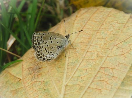 枯れ葉にとまるヤマトシジミ ヤマトシジミ,シジミチョウ,蝶の写真素材