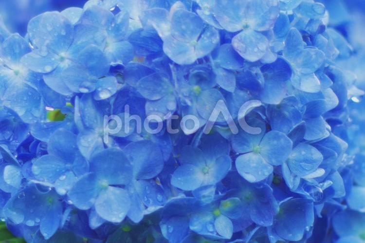 雨上がりの綺麗なアジサイの花びらのアップ あじさい,アジサイ,紫陽花の写真素材
