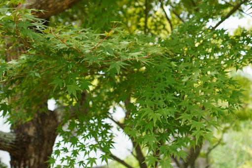 青もみじ_02 青もみじ_02 もみじ,青もみじ,楓の写真素材
