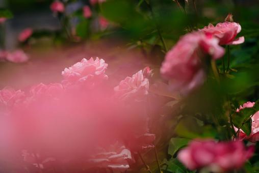 神代植物公園に咲くピンク色のバラ 神代植物公園に咲くピンク色のバラの写真