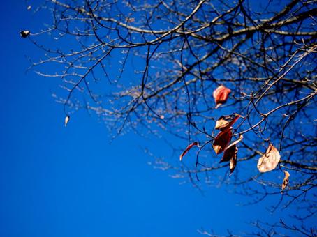 秋晴れと紅葉したブナ 紅葉,秋,晴れの写真素材
