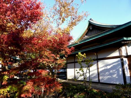 鶴岡八幡宮の園内・和風家屋と紅葉 鶴岡八幡宮の園内・和風家屋と紅葉 建物,家,家屋の写真素材