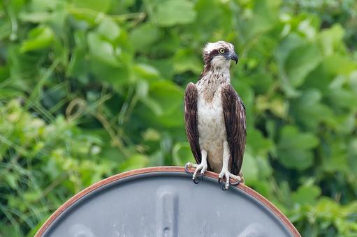 カーブミラーに留まるミサゴ カーブミラーに留まるミサゴ ミサゴ,鶚,ウオタカの写真素材