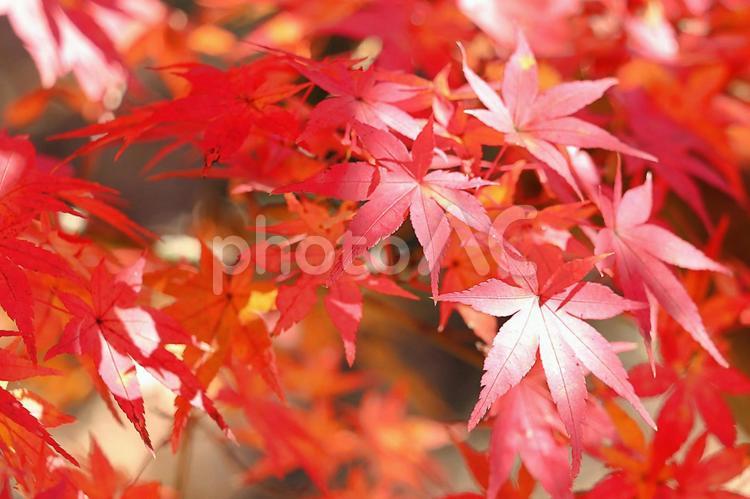 もみじ　紅葉　秋　日差し　 もみじ,いろはもみじ,紅葉の写真素材
