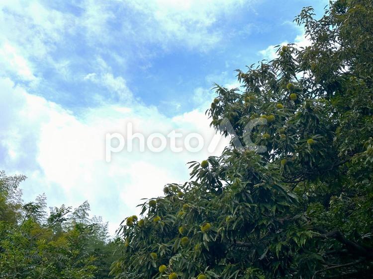 山の栗の木 栗,栗の木,自然の写真素材