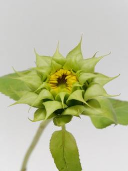 ひまわりの蕾 ひまわりの蕾の写真