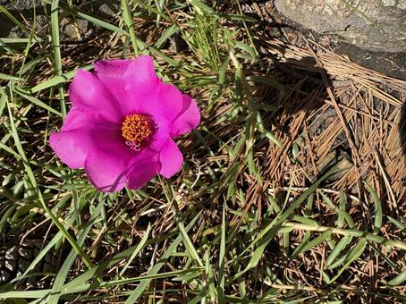ひとり咲く ひとり咲く ピンクの花,ポーチュラカ,夏の花の写真素材