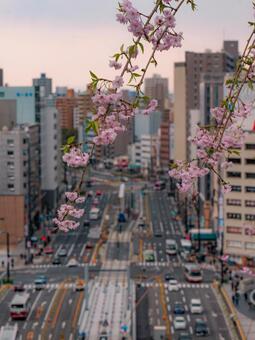 桜 桜,広島市,春の写真素材