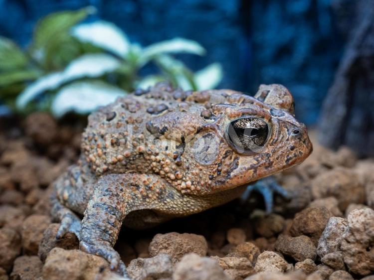 ナンブヒキガエルのクローズアップ・マクロ ナンブヒキガエル,動物,自然の写真素材