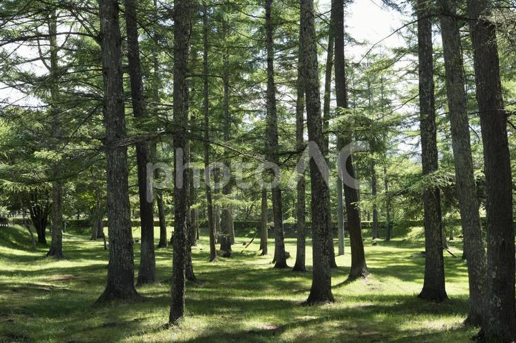 朝日のあたる唐松林１ 唐松,林,唐松林の写真素材