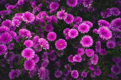 紫の花 紫の花の写真