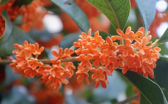 桂 金木犀,花,flowerの写真素材