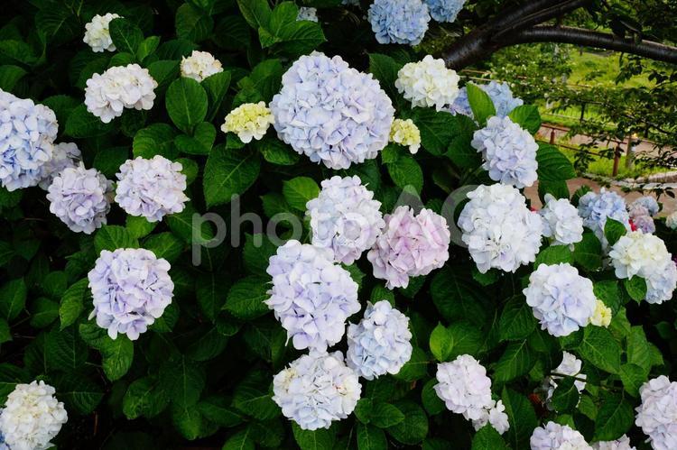 公園のアジサイの花 紫陽花,植物,6月の写真素材