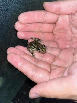 奈良のカエルを捕まえた 奈良のカエルを捕まえた 蛙,爬虫類,雨の写真素材