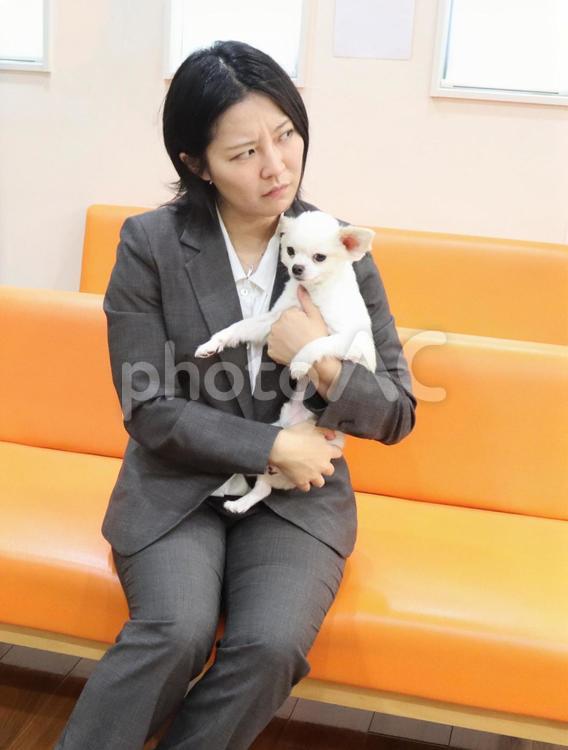 飼い犬をペットクリニックに連れてくる女性 ペット,女性,不安の写真素材