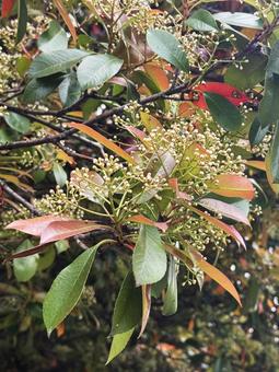 Photo, সপুষ্পক গাছ, গার্ডেন গাছ, কাঠ, 