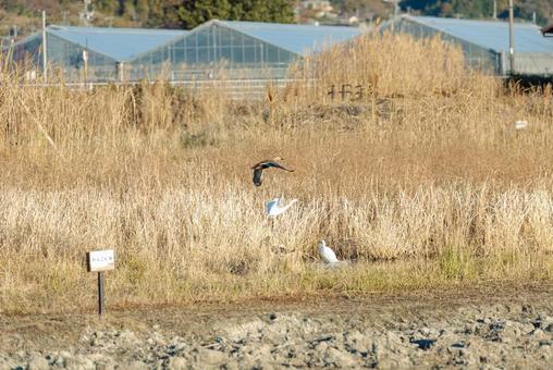 れんこん畑に集まる水鳥たち アオサギ,チュウサギ,コサギの写真素材