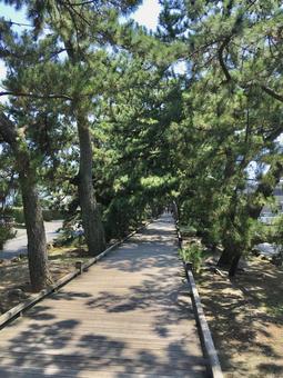 神の道（三保の松原） 神の道,三保の松原,観光地の写真素材