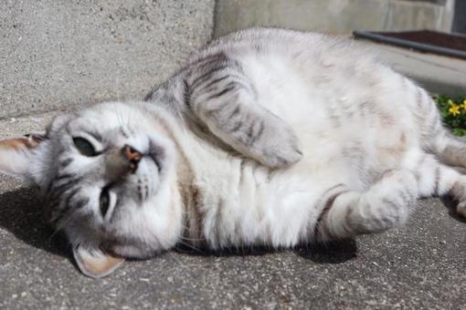 お腹を出してくつろぐ猫 お腹を出してくつろぐ猫の写真