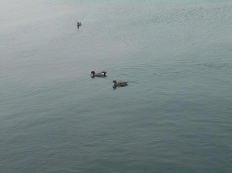 もう一匹合流 もう一匹合流の写真