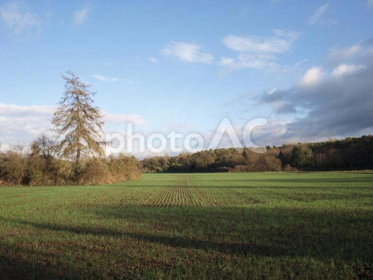 ドイツの畑 風景,木,自然の写真素材