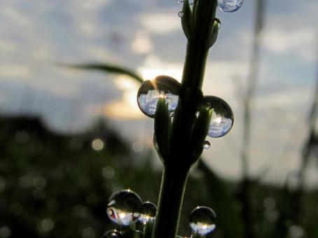 水滴と朝の光の風景の写真