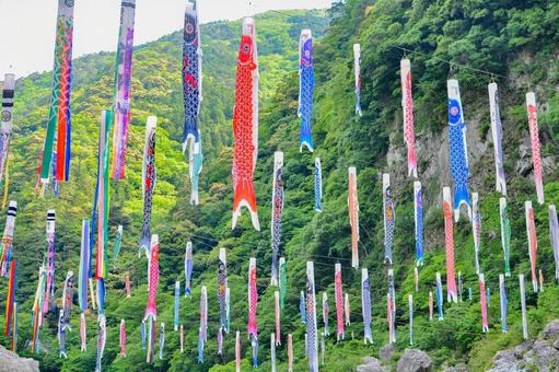 徳島・大歩危峡 鯉のぼり 徳島・大歩危峡 鯉のぼり 鯉のぼり,大歩危峡,徳島の写真素材